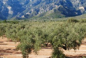 Olis Can Catala: Oli oliva verge extra monovarietal faldes dels Ports de Caro amb oliveres amb olives amb cos i aromes
