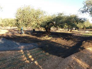 El primer raig d'oli d'oliva verge extra _ Olis Can Catala